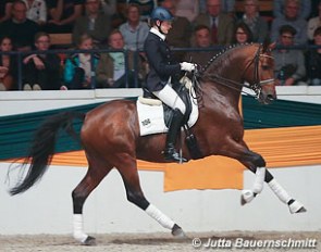 Connery, Trakehner Stallion of the Year 2012