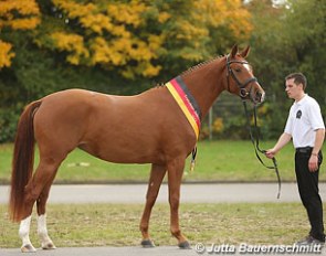 Herzrouge, Trakhner Mare Champion 2012 :: Photo © Jutta Bauernschmitt