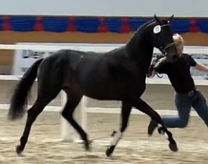 The Quaterback x Sandro Hit x Brentano II champion of the 2012 Brandenburg Stallion Licensing