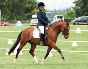 Amy DeLangen on the imported German Riding Pony stallion Hilkens Denali (by Dreamcatcher x Black Boy x Brillant)