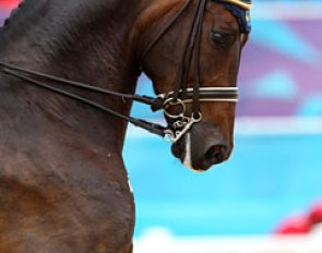 Tinne Vilhelmson's Hanoverian gelding Don Auriello (by Don Davidoff x White Star)