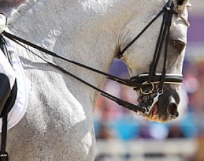 The Polish bred Holsteiner stallion Ekwador (by Heraldik xx)
