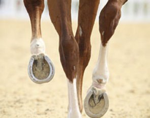 Adelinde Cornelissen's Parzival is shod by Dutch team farrier Rob Renirie :: Photo © Astrid Appels