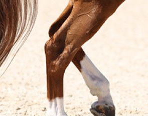 A horse in the piaffe :: Photo © Astrid Appels