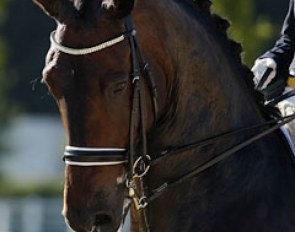 HP Frontier (by Falkrich x Liberty Sterling)