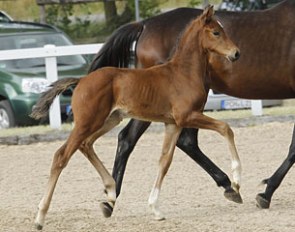 Mighty Magic x Grabensee filly