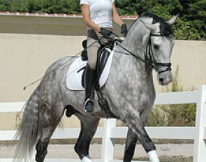 Sarah Warne on her 6-year old Lusitano Batialo