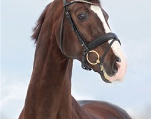 Don Romantic (by Don Schufro x Romancier x Mago xx) :: Photo © Ridehesten