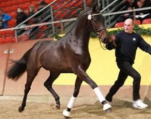 Dujardin (by D'Olympic x Laurentio) which became champion of the 2012 Mecklenburger Stallion Licensing :: Photo © Jutta Wego