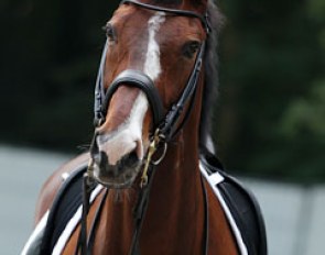 Swedish warmblood Bukowski (by Briar)