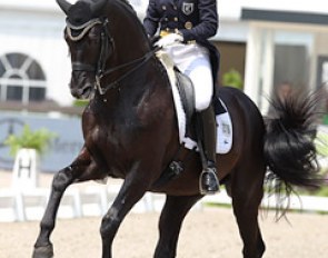 Finnish Terhi Stegars on the Trakehner stallion Axis