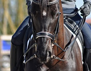 Noble Dream, Trakehner heritage in her face
