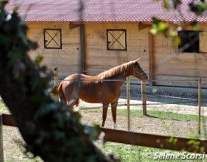 Some outdoor paddocks