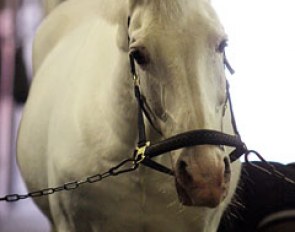 A retired Balagur getting groomed at Monica Theodorescu's yard in Sassenberg, Germany
