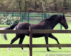 Renaissance is still in for a gallop