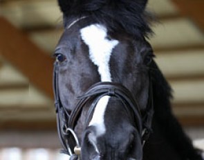 Take it Easy, Westfalian mare by Tuareg out of Renaissance by Ramiro's Son, born in 2004