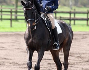 Monica Theodorescu schooling Tonic. Monica often looks at the hindquarters of her horses or to the side in a traversal movement