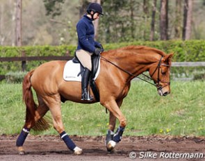 Monica Theodorescu gives all her horses long walk breaks