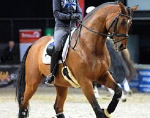 Jessica Michel schooling Riwera de Hus in a snaffle in the morning