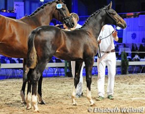 Benetton von Worrenberg (by Bretton Woods x Florencio) :: Photo © Elisabeth Weiland