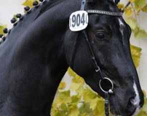 Londero von Worrenburg (by Londontime x Calypso II)