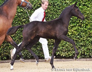 High Society (by Dream Boy x Houston) at the KWPN Offspring Inspection in Twello :: Photo © Esmee van Gijtenbeek