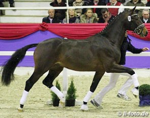 Bordeaux x Rosier x Tin Rocco