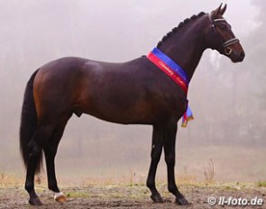 Follow Me (by Furstenball x Donnerschwee x Alabaster), champion of the 2012 Oldenburg Stallion Licensing :: Photo © LL-foto.de