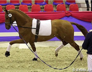 Sir Donnerhall II x Bolero
