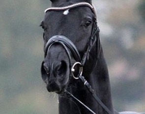 Dancier Noir