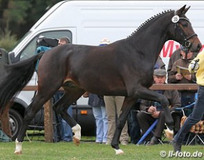 Floriscount x Furst Heinrich