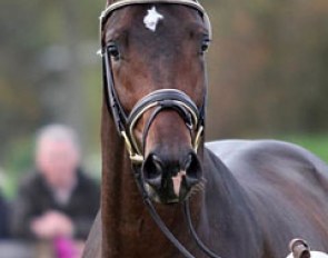 Quvee d'Or (by Quaterback x Lauries Crusador xx)