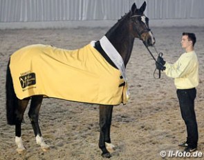 State premium mare Sammy Jo (by Silvio x Calypso II) :: Photo © LL-photo.de