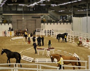 Young stallions being presented at the 2012 Hanoverian Late Licensing :: Photo courtesy Hanoverian Verband