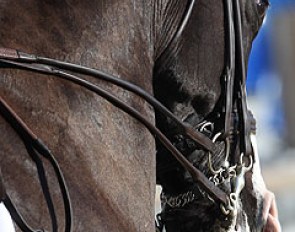 Dressage horse in competition :: Photo © Astrid Appels