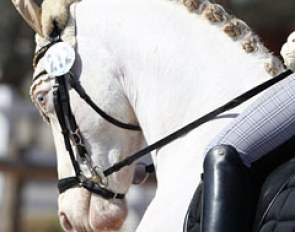 The cremello German Riding Pony Pegasus B (by Pan Tau B) :: Photo © Astrid Appels