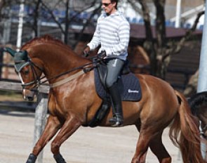 Michael Eilberg schooling British bred super star Woodlander Farouche (by Furst Heinrich x Dimaggio) :: Photo © Astrid Appels