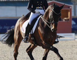 Dutch young rider Lotte Jansen on Trappel. The massive bay gelding was initially competed by Jarissa van Silfhout, but she has called dressage quits and is now focusing on regional show jumping