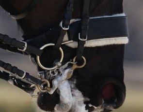 The widest noseband here at the show