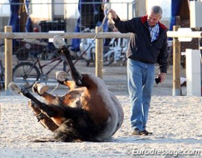 After a successful vet check Dane Rawlins lets Sydney get down and dirty in the sand