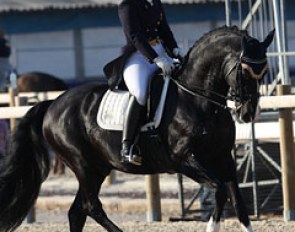 South African born Swiss young rider Dominique Tardin on the licensed stallion Danzas (by De Niro x Weltmeyer). The Swiss recently left trainer Dolf Dietram Keller and relocated to Belgium with a new trainer