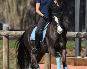Swiss pony rider Estelle Wettstein on Nice Blue Eyes. Wettstein also made her young riders' debut on her mom's Grand Prix horse Le Primeur. 