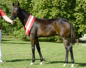 JJ Filippa (by Furstenball x Davignon I)