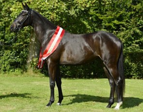 Stigma (by Tailormade Temptation x Sandro Hit)