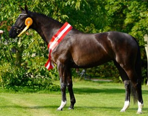 Tirana (by Temptation x Crelido), 2012 Danish Mare of the Year