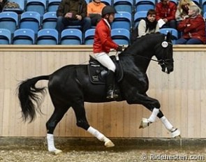 Sezuan ridden by assistant performance test rider Matthias Tourbier at the 2012 Danish Autumn Stallion Performance Testing :: Photo © Ridehesten.com