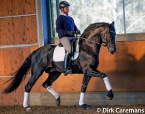 Philippe Jorissen riding his home bred licensed stallion Special Agent Amour, the sire of Miss Dior van den Bruel who is up for Belgian WCYH team selection :: Photo © Dirk Caremans