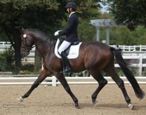 Michael Bragdell and Hemmingway win the 4-year old division at the 2012 U.S. Young Horse Championships :: Photo © Phelpsphotos.com