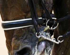 Noseband too tight, curb too low in the mouth, tongue blue from too much pulling. This does not lead to happy athletes.