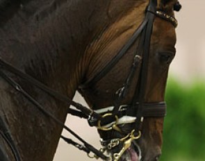 Blue Hors Romanov shows his tongue in the half passes
